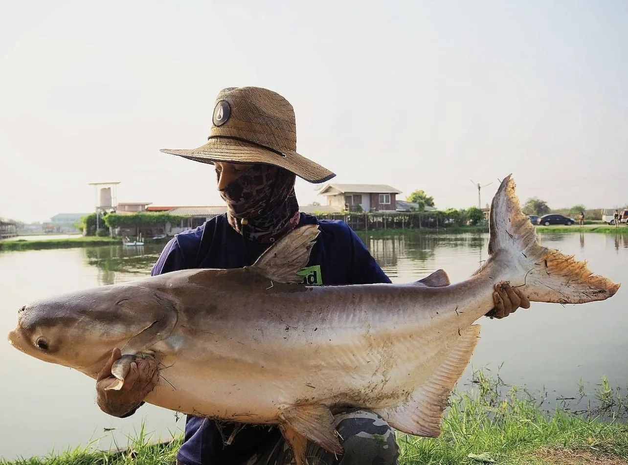 Angler wearing a straw hat and camo face mask holding an enormous pale Mekong catfish with both arms, standing beside a stocked fishing pond in Thailand.