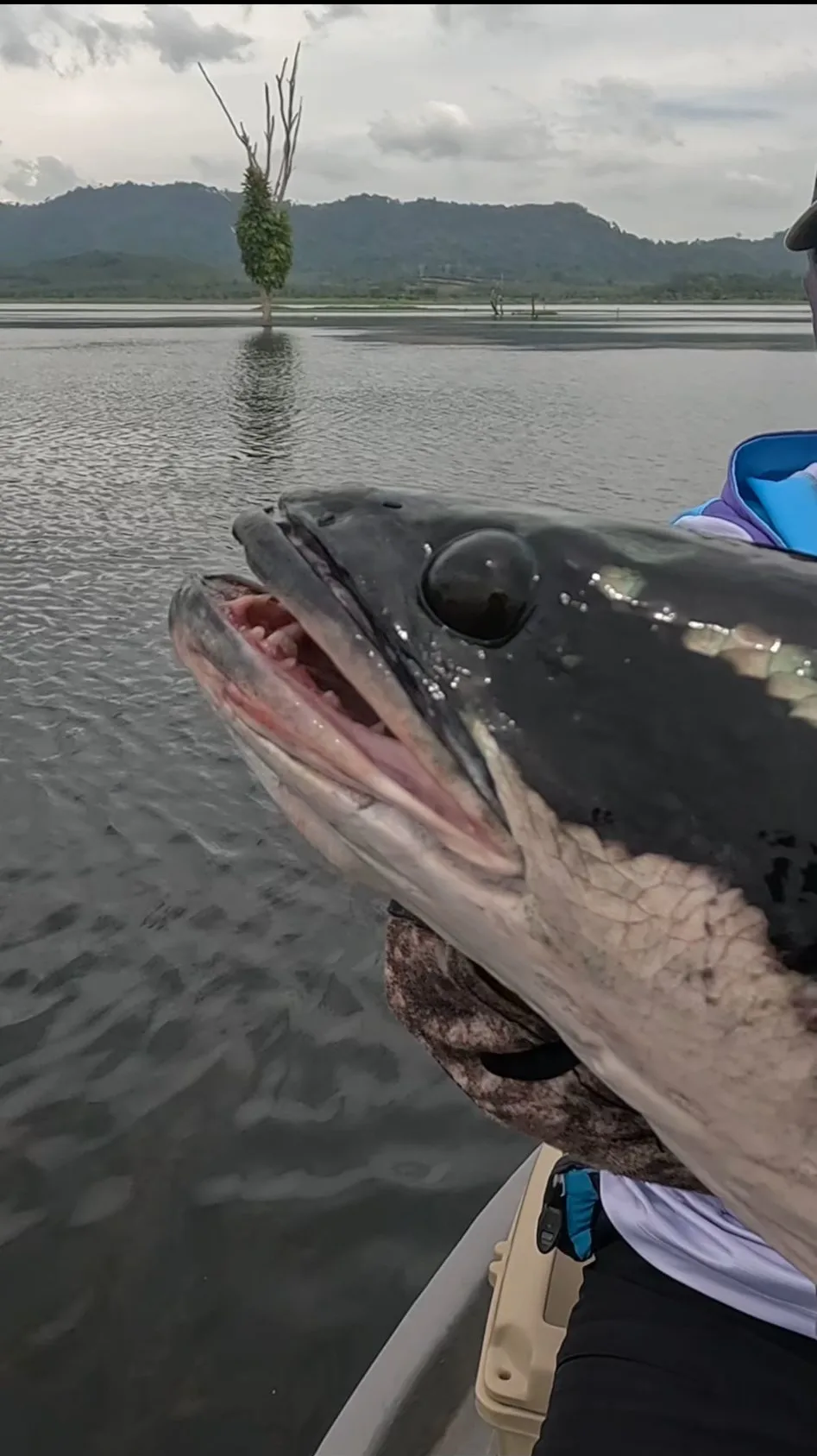 Close-up of a giant snakehead's head being held up with its mouth open, showing its large jaw and teeth against a flooded reservoir background in Chanthaburi, Thailand.