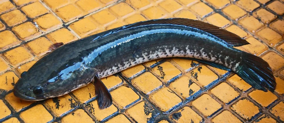 A striped snakehead fish lying on a yellow metal grid surface, showing its dark olive body, distinctive pale lateral stripe, and elongated profile.