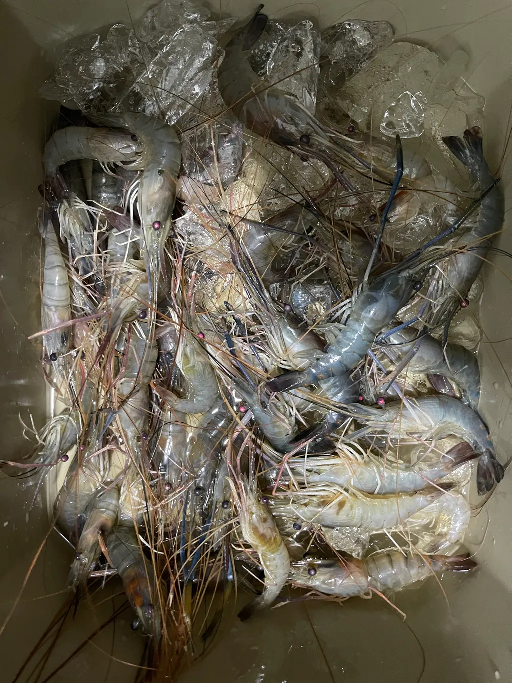 Freshly caught giant river shrimp with long blue claws displayed after a successful night session.
