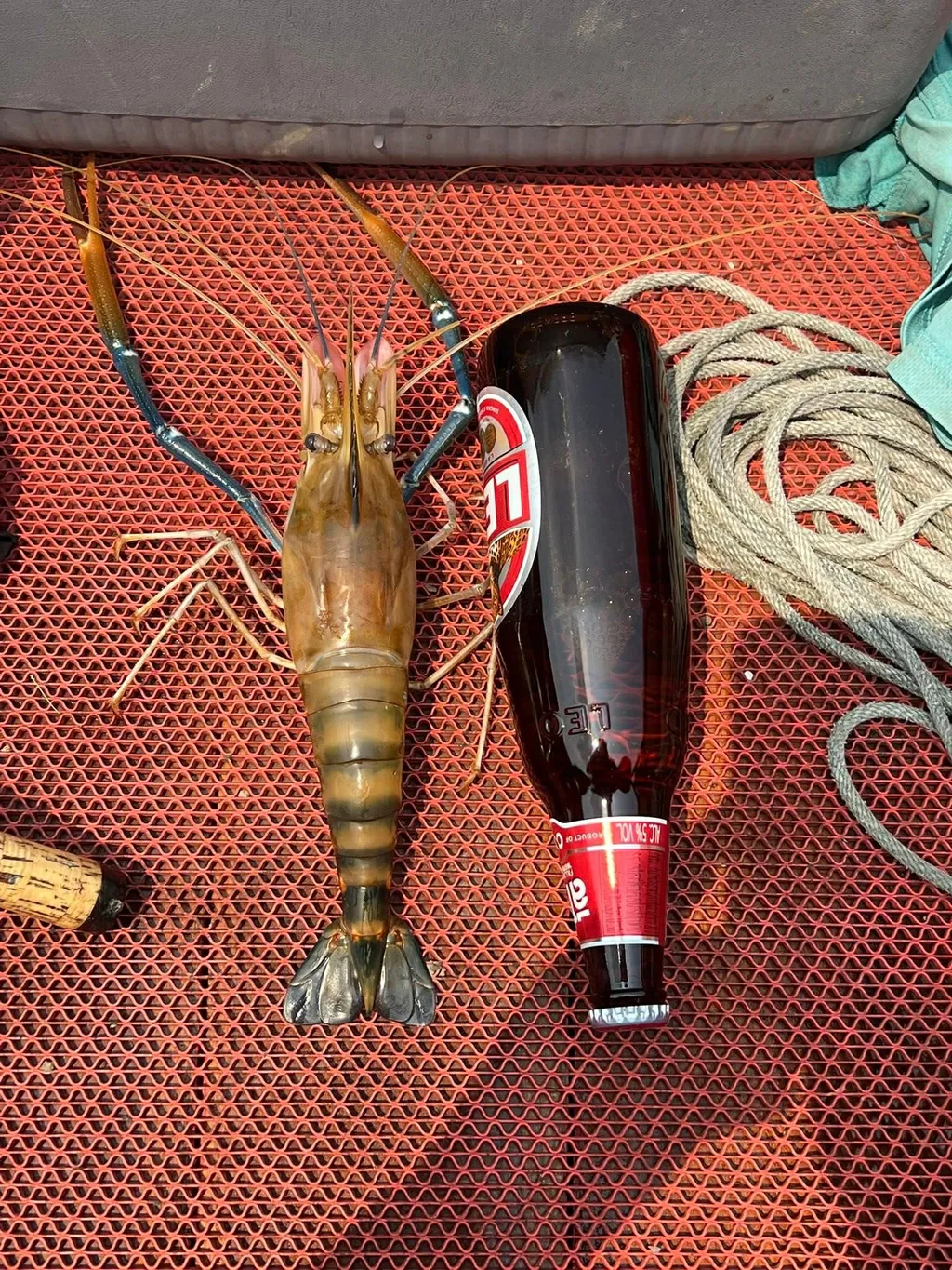 Large giant river shrimp held next to a Leo beer bottle for size comparison.