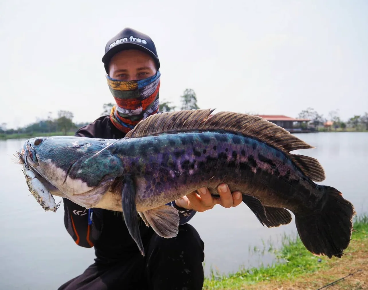 Large giant snakehead caught on a lure at Pilot 111.