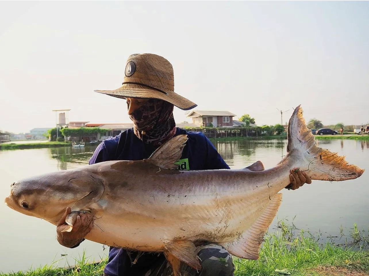 Large Mekong catfish landed at Pilot 111 Fishing Pond.