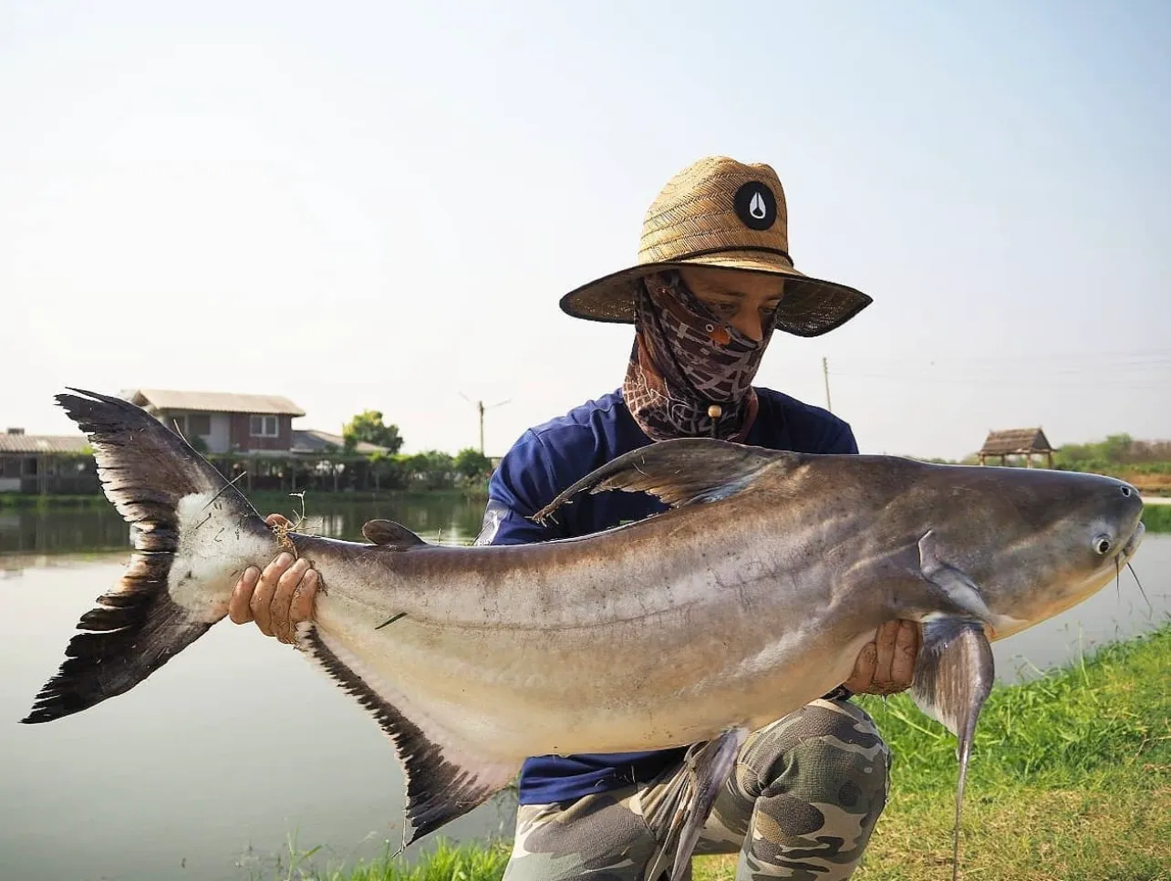 Chao Phraya catfish caught on lure fishing tackle.