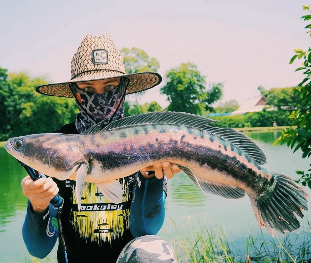 An angler in a straw hat and patterned face mask holds up a large giant snakehead fish displaying iridescent purple, pink, and black markings. A green fishing pond is visible behind them.