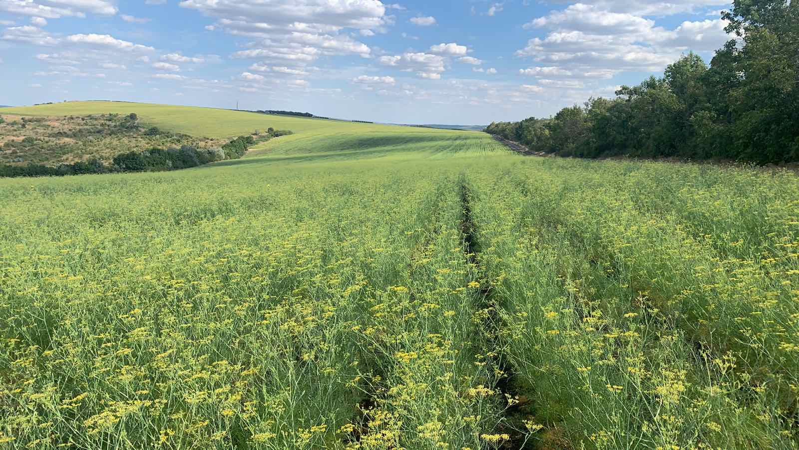 Feld Fenchel