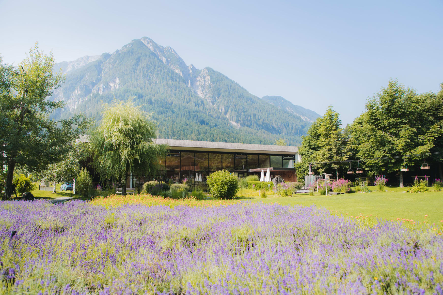 Vitalpinum Kräuterhütte vor Lavendelfeld