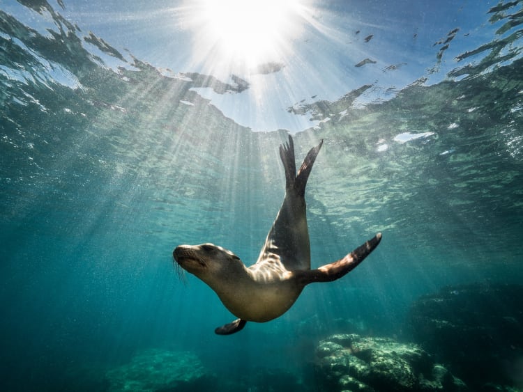 Robberg Nature Reserve Bootstour & Schwimmen mit Robben thumbnail