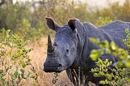 Zuid-Afrika roadtrip: naar Kruger, Kaap & kust