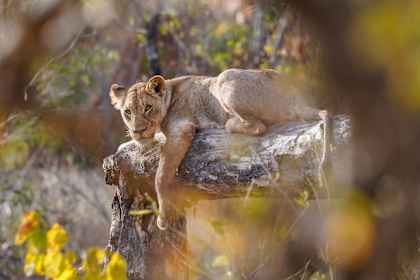 Zuid-Afrika roadtrip: via Kruger naar tentsafari