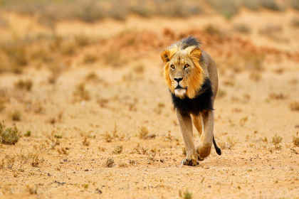 Zuid-Afrika & Eswatini: wildlife glamping & Kruger-safari