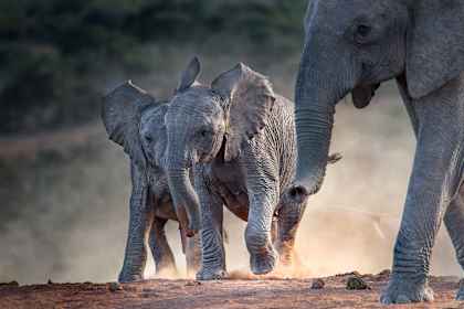 2 for 1 Zuid-Afrika: roadtrip via de Tuinroute naar wildlife