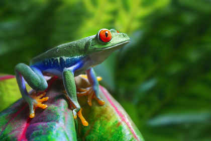 Costa Rica & Panama: van toekans tot droomstranden afbeelding