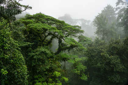 Costa Rica bucketlist: jungle nights & pura vida! afbeelding