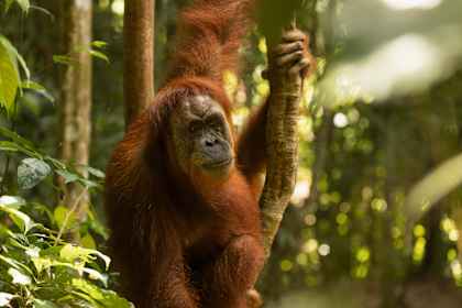 Maleisië & Singapore: junglegeheimen van Borneo, Singapore, SG