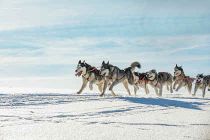 Fins Lapland: besneeuwde bossen & husky-avonturen afbeelding