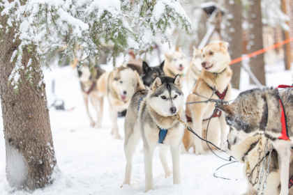 Fins Lapland: besneeuwde bossen & husky-avonturen afbeelding