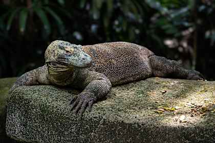 Bali & Flores: van kokosnoten tot komodovaranen