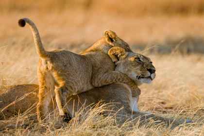 Ongetemd Kenia: van safari tot strand