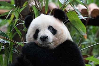 China roept: van grote muur tot schattige panda's
