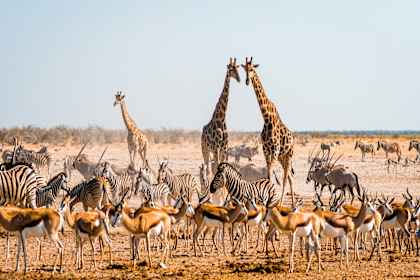 Namibië roadtrip: wildlife, woestijn & safari's