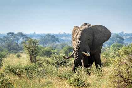 All around Zuid-Afrika: van Kaap naar Krugerpark