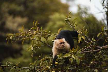 Costa Rica & Panama: roadtrip naar het nevelwoud