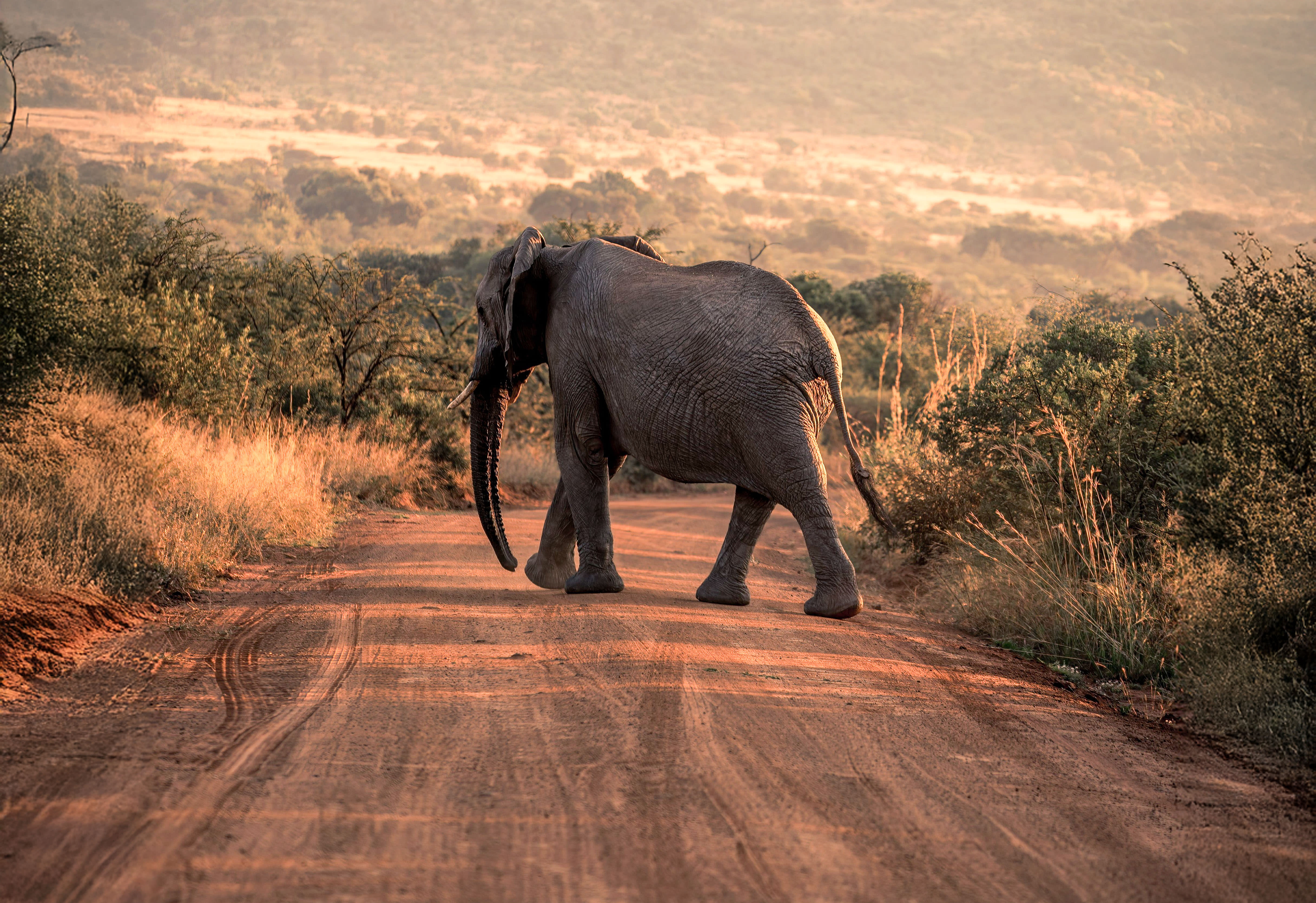 Südafrika Garden Route: Wildlife, Waves & Roadtrip