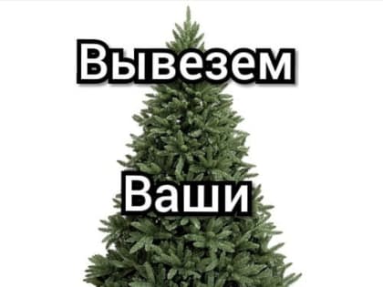 Ессентукские фермеры скупают новогодние ёлки и сосны