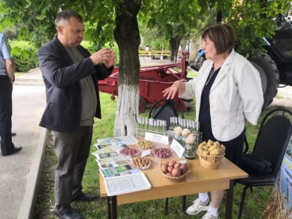 Фестиваль молодого картофеля провели в Грачёвском округе