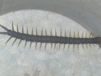 «Встречаются по всему краю»: учёный объяснил рост популяции сколопендр на Ставрополье
