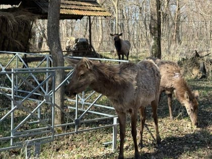 В Невинномысском парке появились алтайские моралы