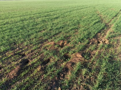 Всхожесть озимых в Ставропольском крае превысила 90 процентов