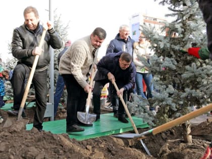 Новые ели украсили площадь Ставрополя