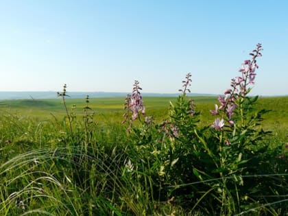 Ставропольские учёные представили технологии для развития пастбищного животноводства