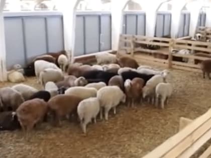 В Кисловодске прошла Первая Международная конференция по развитию овцеводства.