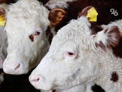 Лейкоз скота обнаружили ещё в одном хозяйстве Советского округа