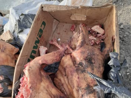 Останки свиней нашли у подножия горы Бештау на КМВ