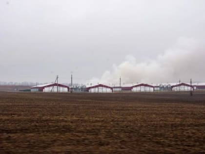 Жители Изобильненского округа жалуются на неприятный запах от сжигания зараженных птиц