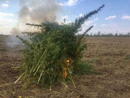 Уничтожены очаги произрастания наркосодержащих растений