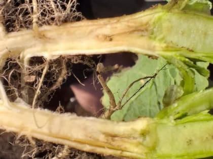 Более 28 тыс. га посевов рапса обследовали сотрудники «Россельхозцентра» на Ставрополье