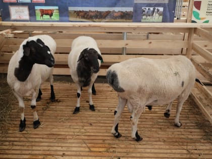 2 Гран-при и 36 медалей завоевало Ставрополье на Российская выставке племенных овец и коз