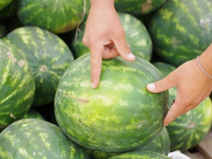 Арбузный сезон