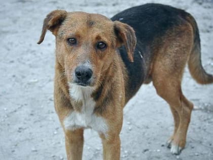 Работа по отлову бродячих собак в округе продолжается