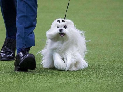 В Невинномысске пройдут две национальные выставки собак