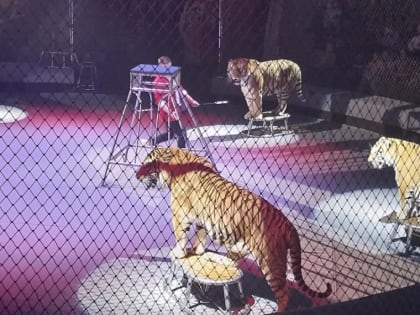 В Кисловодске две тигрицы подрались во время циркового представления Запашных