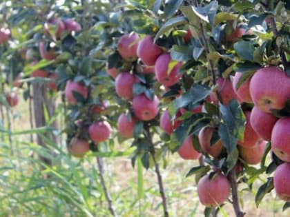 В 2024 году вновь запускается программа по развитию садов суперинтенсивного типа в личных подсобных хозяйствах