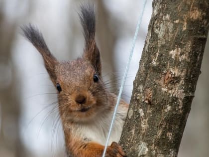 Зоозащитники бьют тревогу из-за убийц белок в Ставрополе