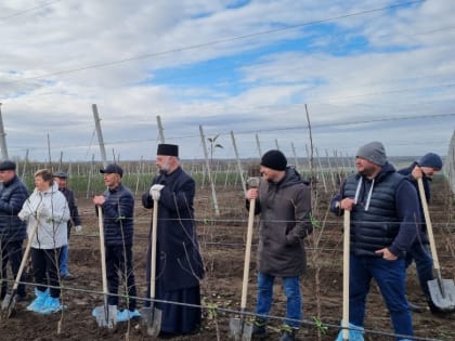 Новый суперинтенсивный сад в Новоалександровском округе