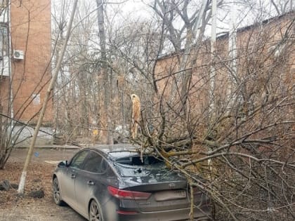 Ураганный ветер валил деревья и обрывал провода в Ростове